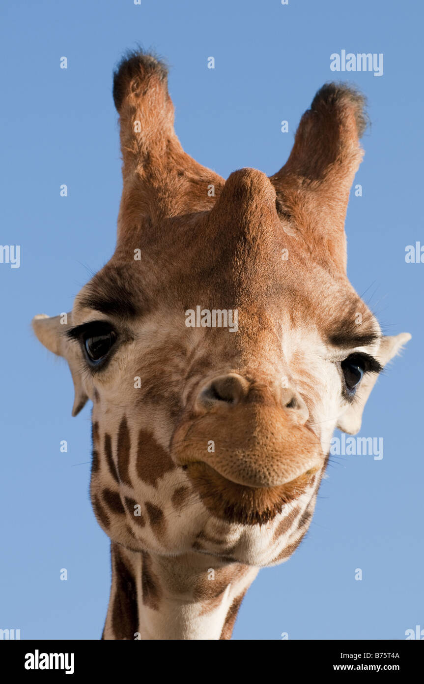 Giraffe Nose High Resolution Stock Photography and Images - Alamy