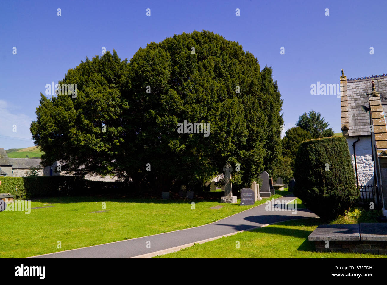 St Digain's parish Church at Llangernyw with a 4000 year old yew tree at Left Stock Photo