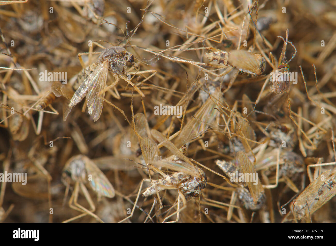 Pile of dead Aedes caspius mosquitoes Spain Stock Photo Alamy