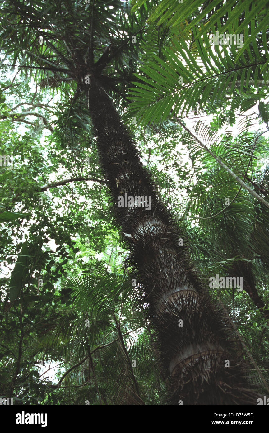 Porcupine pine tree in rainforest in Costa Rica Stock Photo Alamy