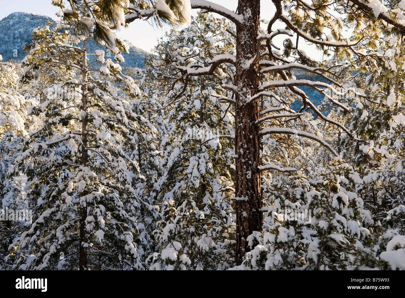 Trees covered with snow in a forest Stock Photo - Alamy