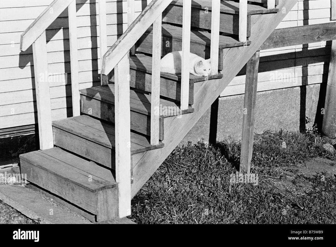 Cat on a staircase Stock Photo Alamy