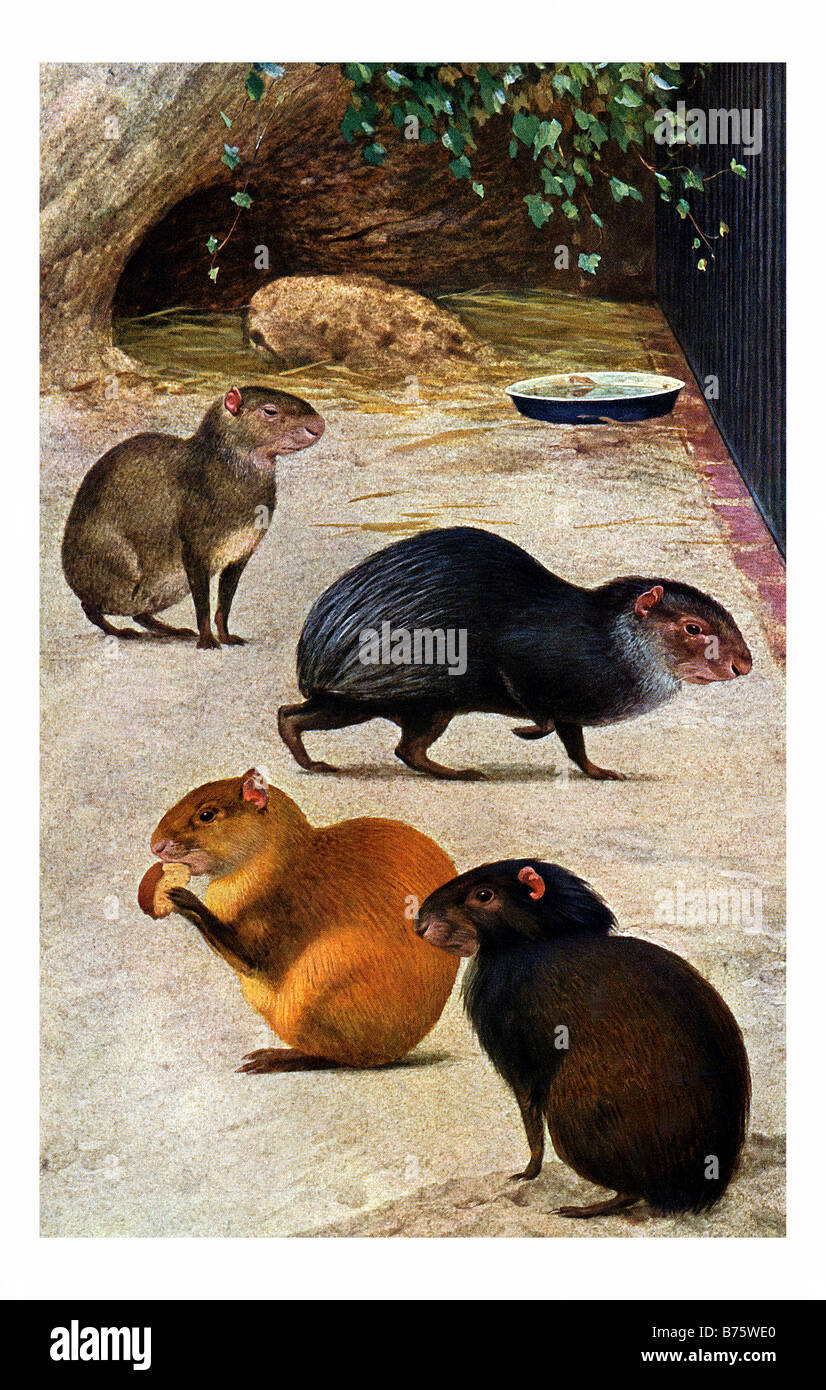 Illustration of four different agouti (Dasyprocta prymnolopha,Dasyprocta azarae, Dasyprocta fuliginosa, Dasyprocta leporina) Stock Photo