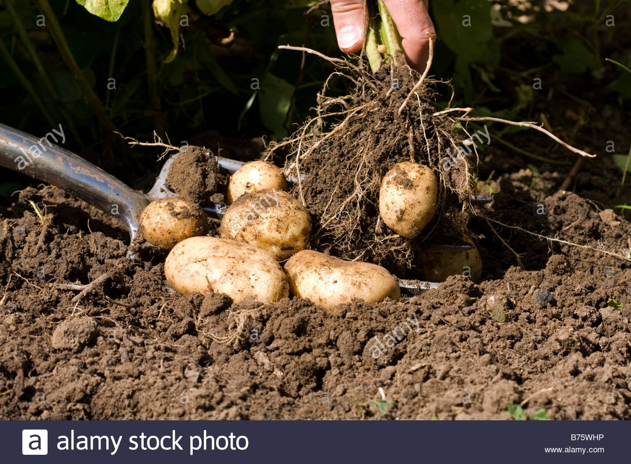 Lifting Potatoes Stock Photos & Lifting Potatoes Stock Images Alamy