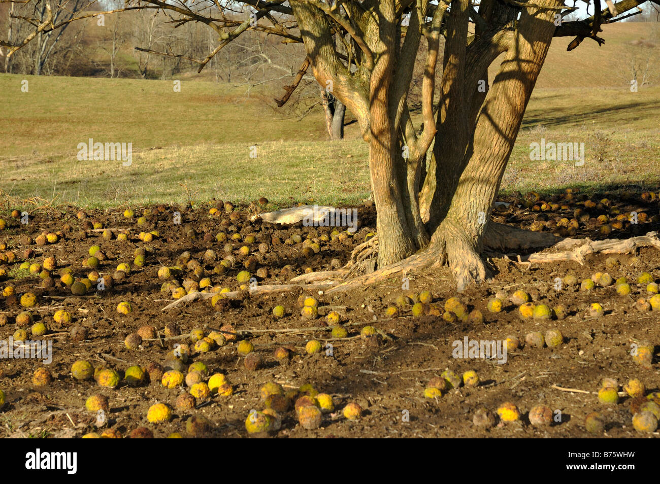 A female Osage Orange or Hedge apple tree in Kentucky with its fruit on the ground beneath Stock Photo