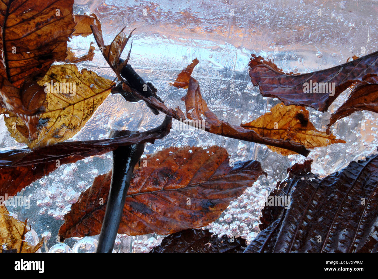 Leaves in ice Stock Photo