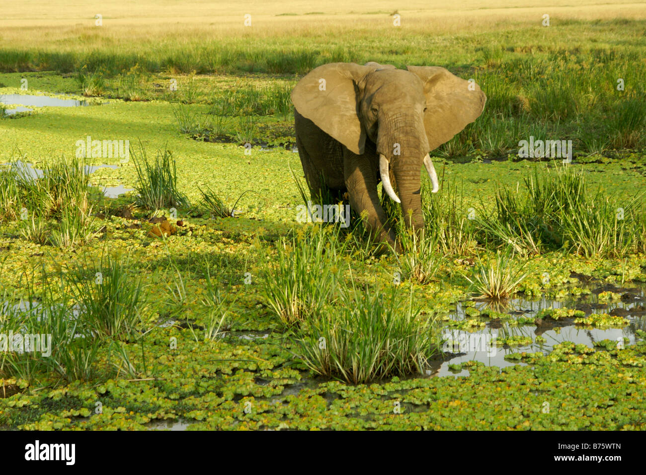 Bull elephant feeding in swamp, Masai Mara, Kenya Stock Photo - Alamy