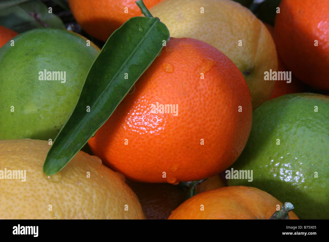 citrus fruit in bowl Stock Photo Alamy