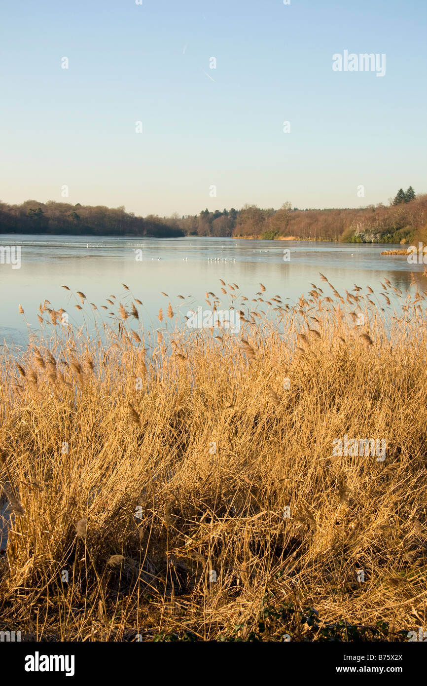 View of Virginia Water Surrey England UK Stock Photo Alamy