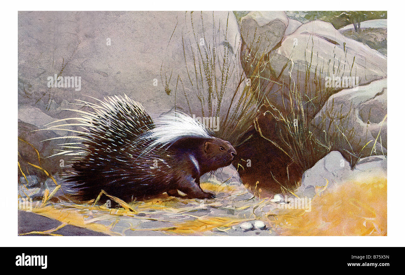 illustration of The crested porcupine Stock Photo