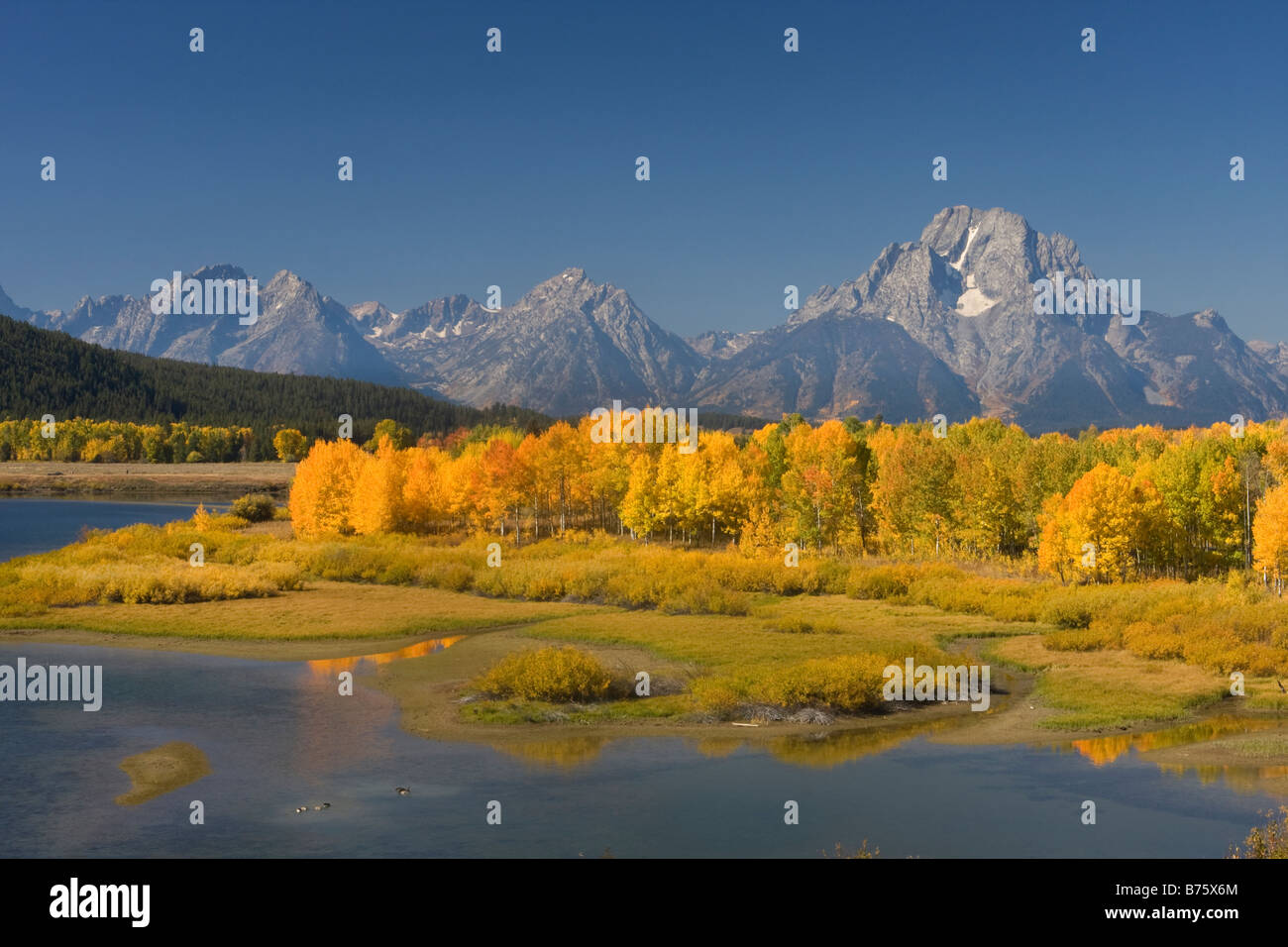 Mount Moran above aspen at Oxbow Bend in fall Grand Teton National Park Wyoming Stock Photo