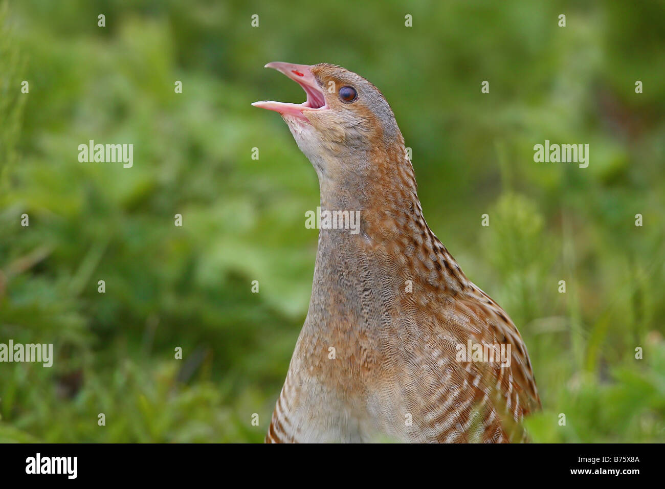 Corncrake calling Crex crex Stock Photo