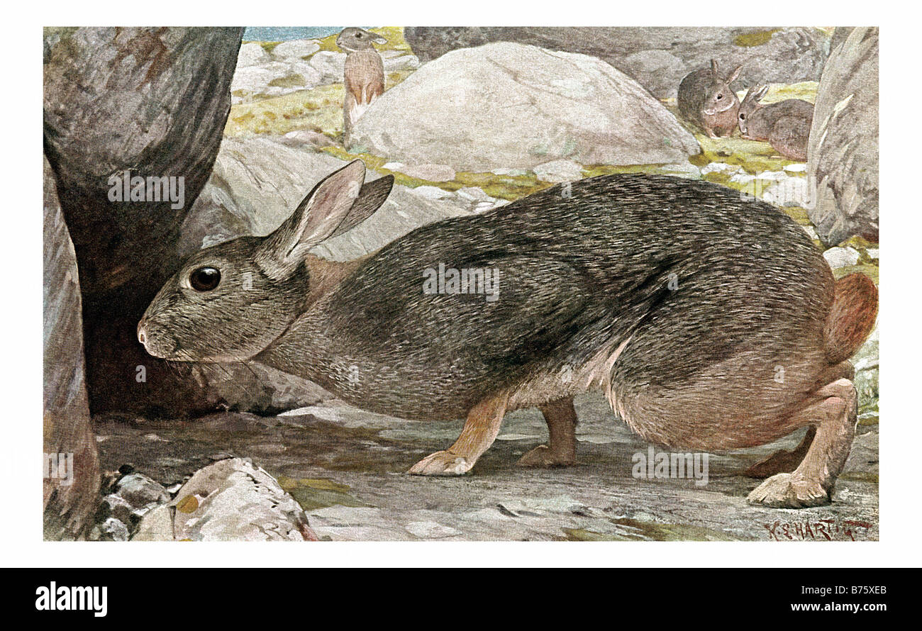 illustration of The Greater Red Rock Hare Stock Photo