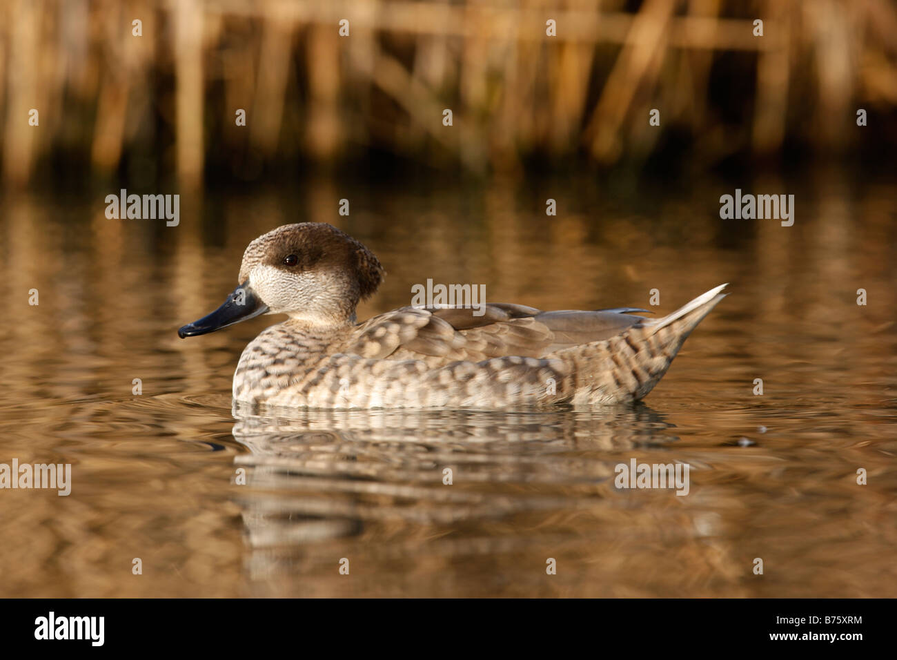 Marbled teal Marmaronetta angustirostris on water Native to Spain Stock Photo