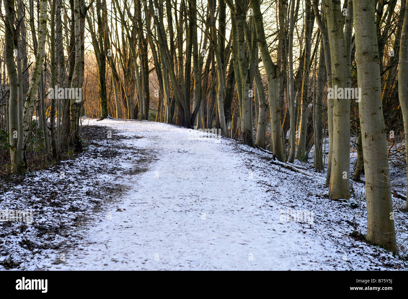 snow covered path in stenner woods, didsbury Stock Photo