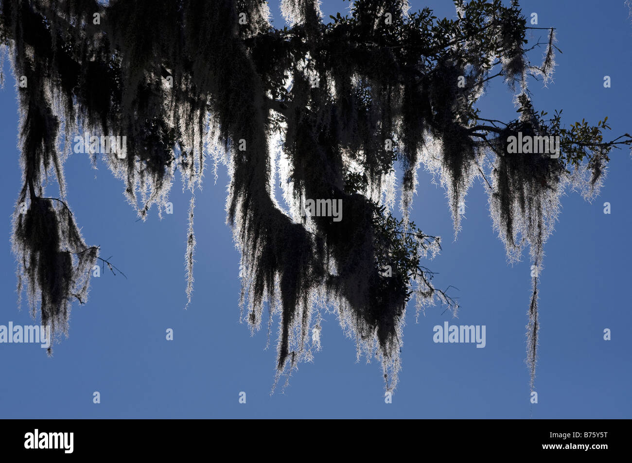 Spanish moss hanging from live oak tree backlit by morning sunlight North Florida Stock Photo
