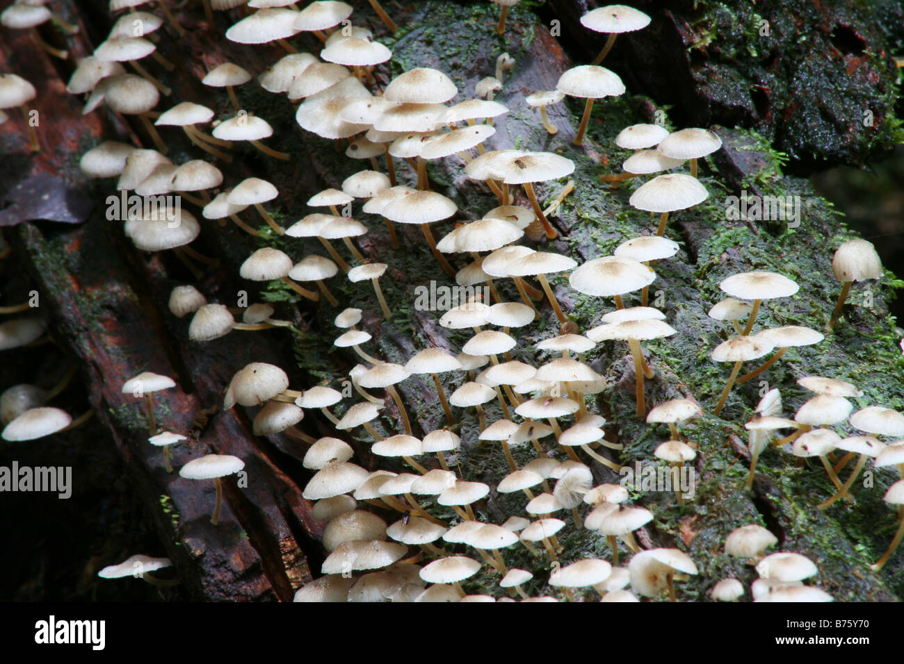 Tropical Mushrooms Stock Photo