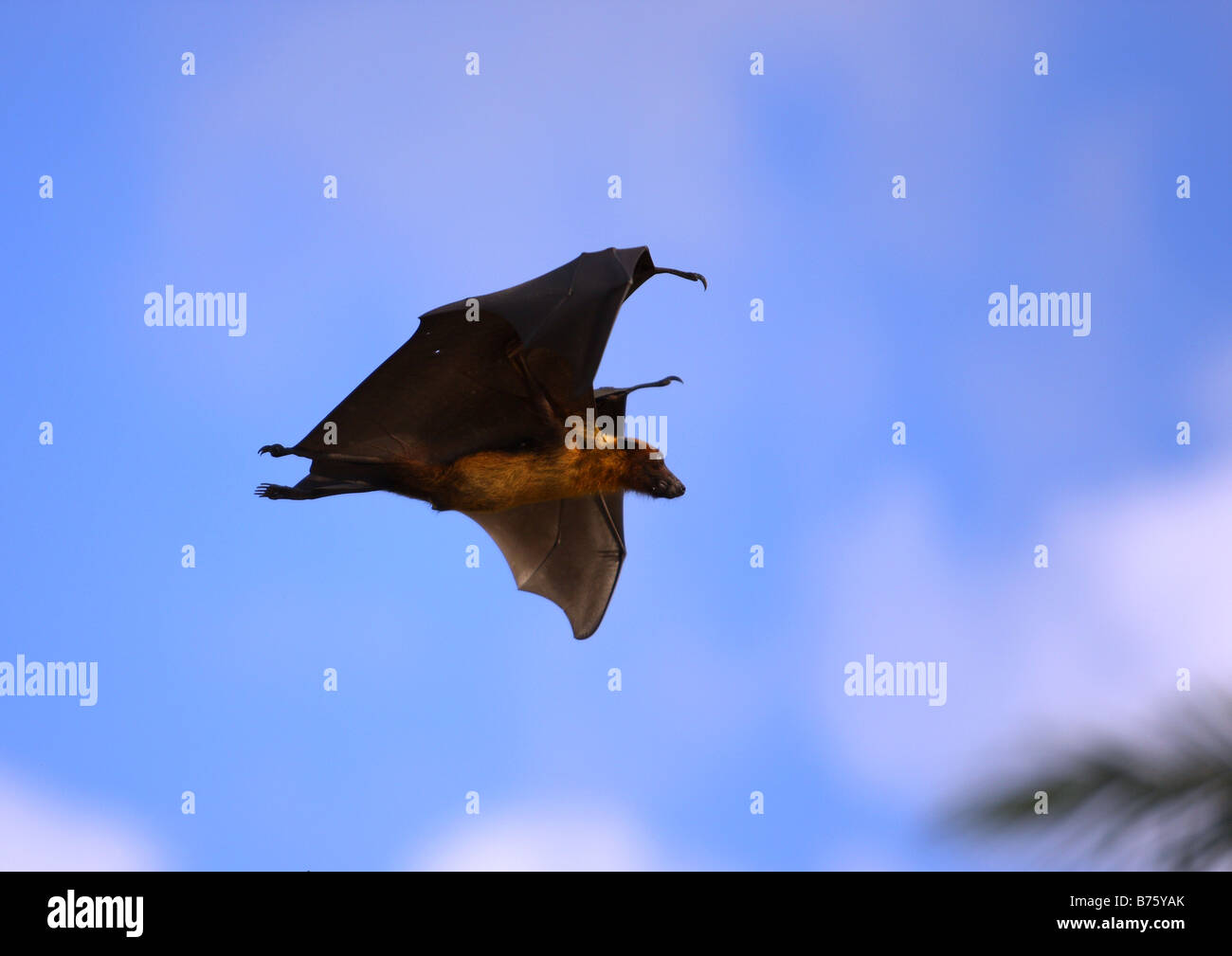 Fruit bat flying in the Maldives Stock Photo Alamy