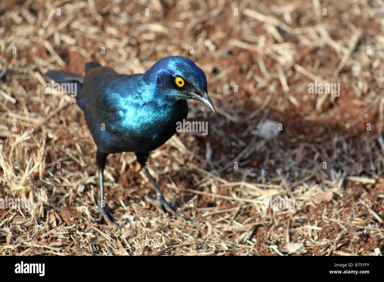 Cape glossy starling, Kruger National Park, South Africa Stock Photo