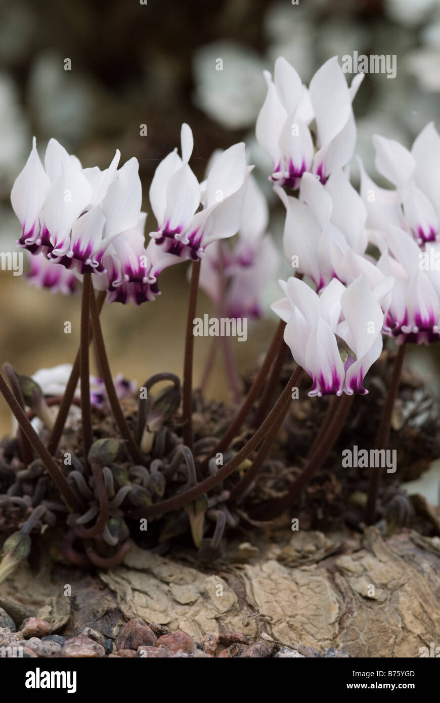 Cyclamen graecum, Myrsinaceae - flowers Stock Photo