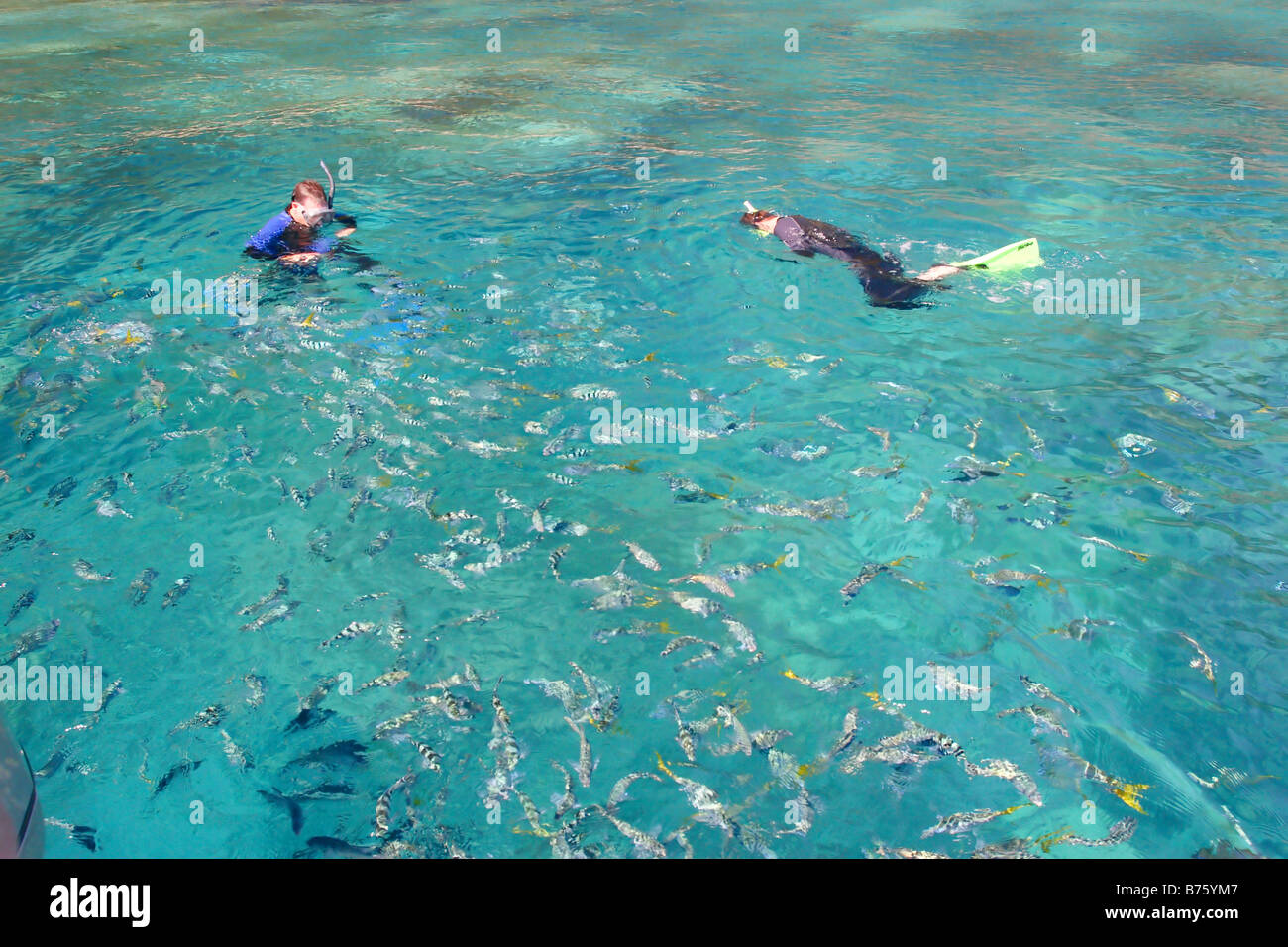 Snorkling for fish 1 Stock Photo