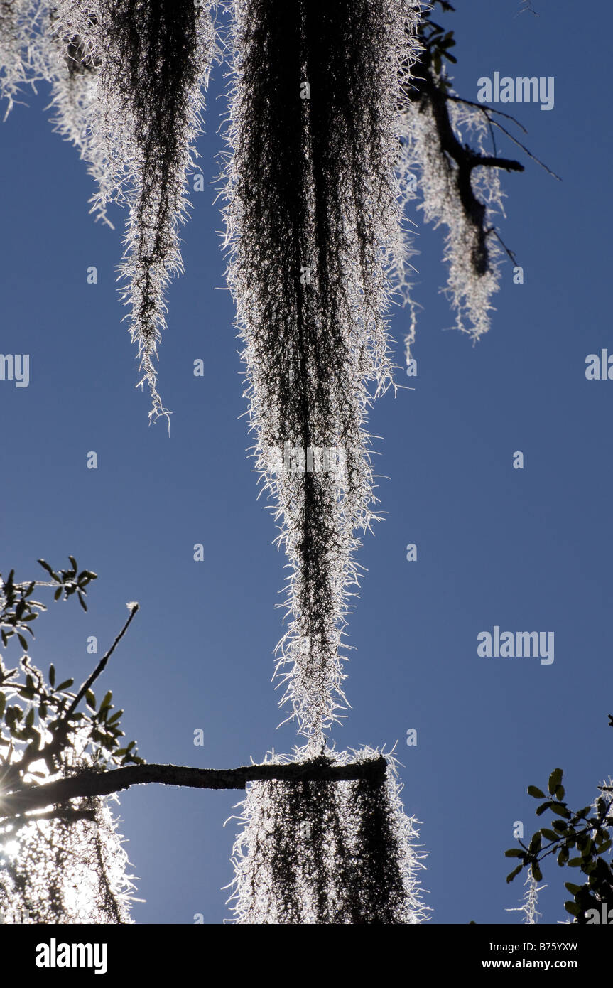 Spanish moss hanging from live oak tree backlit by morning sunlight North Florida Stock Photo