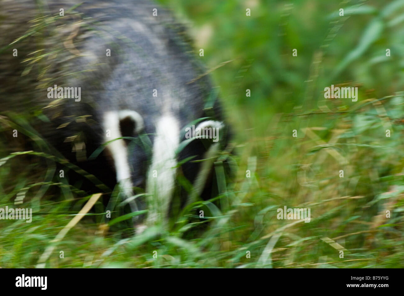 Badger, Meles meles, adult foraging in rough pasture at dusk, Kent, England. Stock Photo