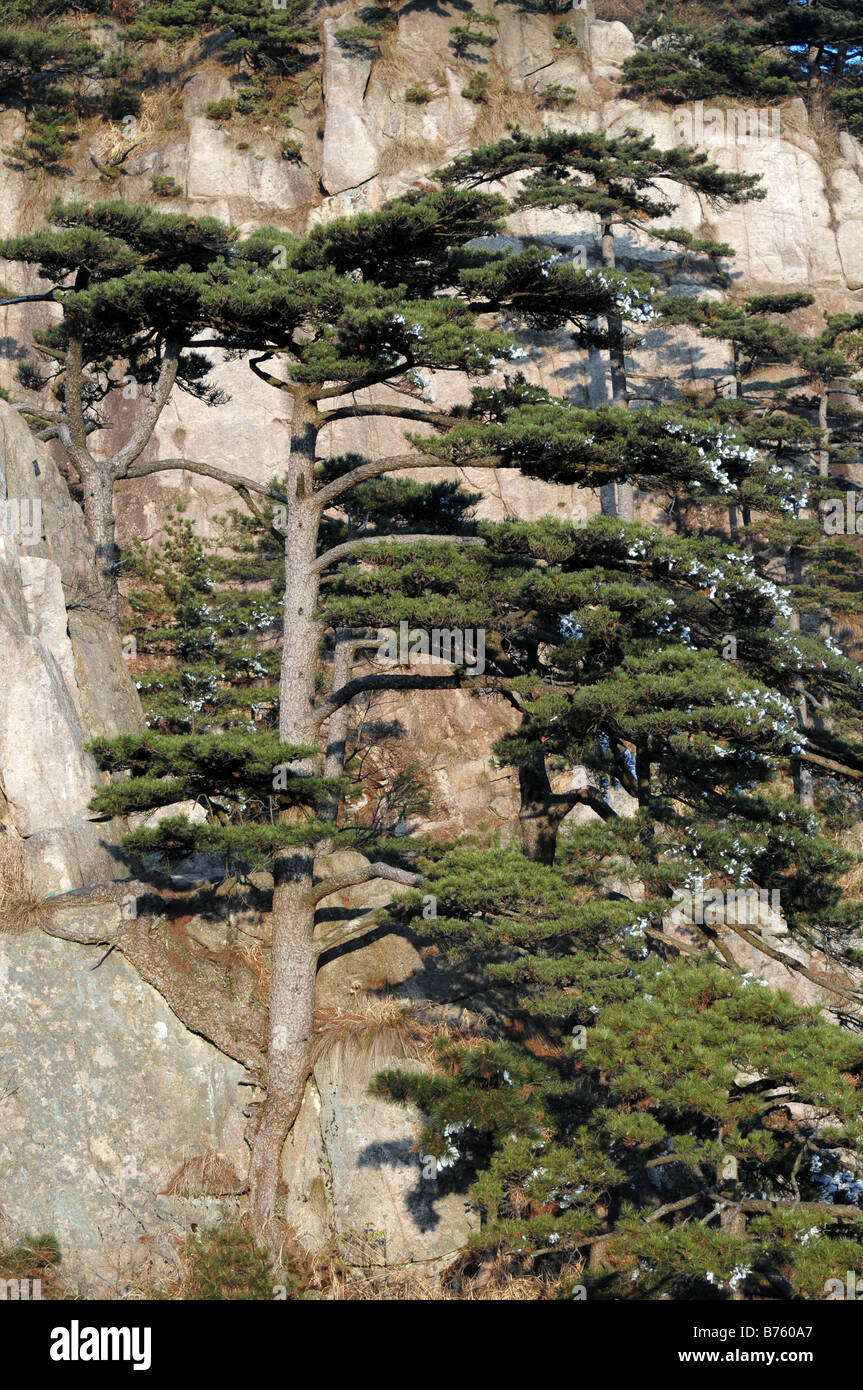 Huangshan Pine Tree (Pinus hwangshanensis), Huangshan, Yellow Mountain, Anhui, China. Stock Photo