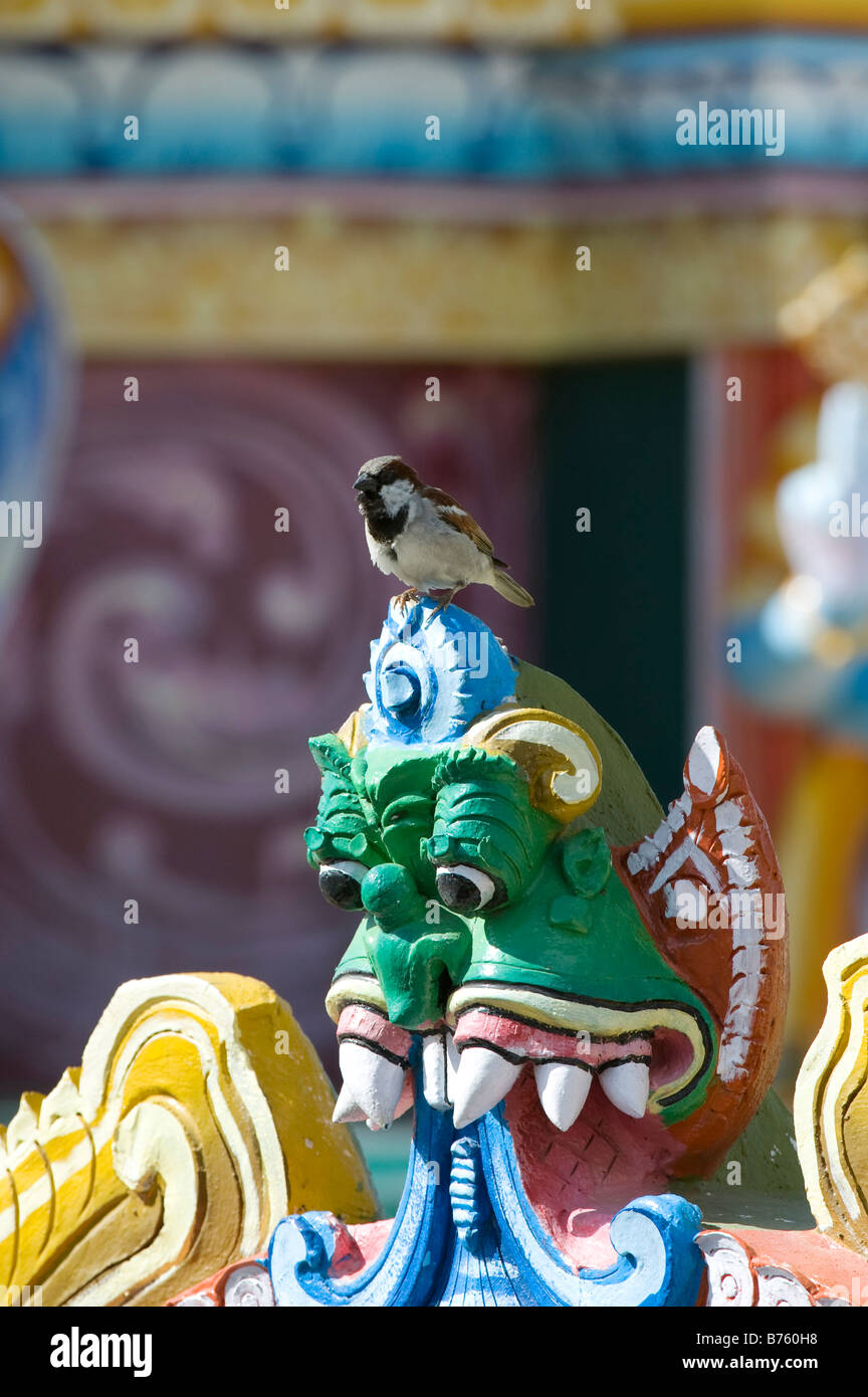 Male house sparrow on an indian temple. South India Stock Photo