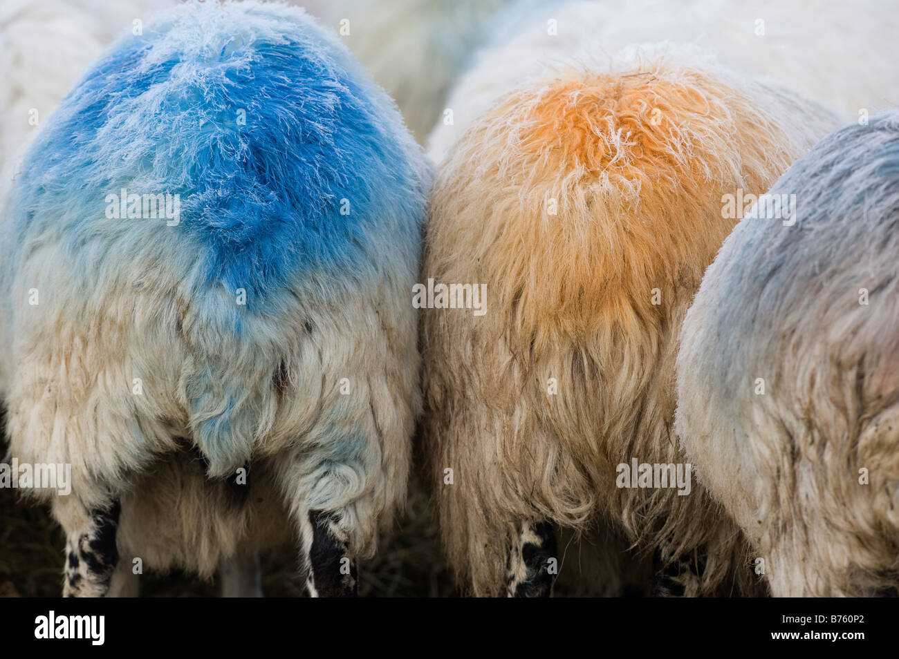 Sheep Marking Dye High Resolution Stock Photography and Images Alamy