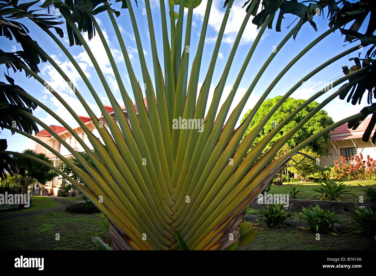 Travellers Palm High Resolution Stock Photography And Images Alamy