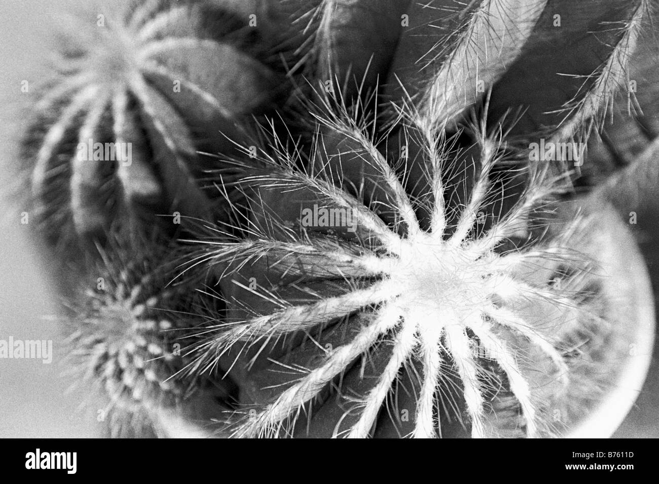 Cactus closeup in greenhouse in black and white. Stock Photo