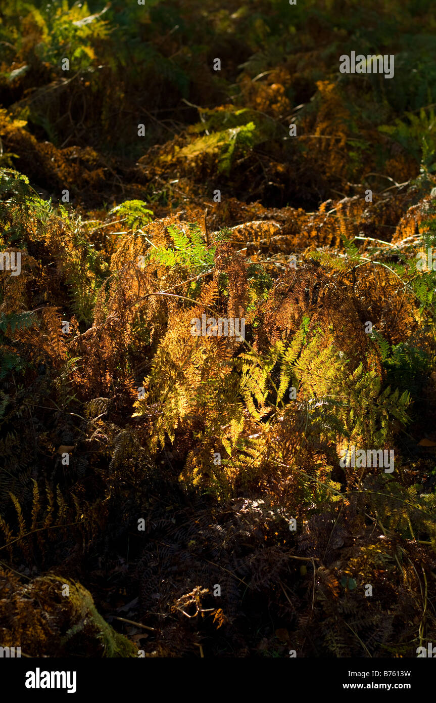 Forerst plants illuminated by a patch of autumn light in Richmond Park, Surrey. Stock Photo