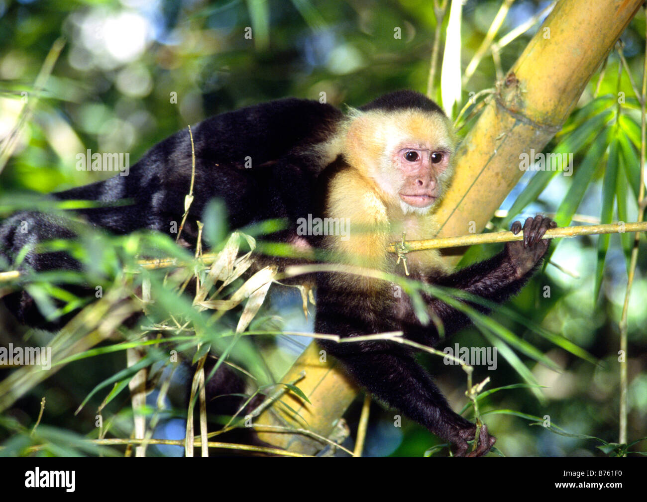 Capuchin white faced monkey at Manuel Antonio National Park, Costa Rica Stock Photo