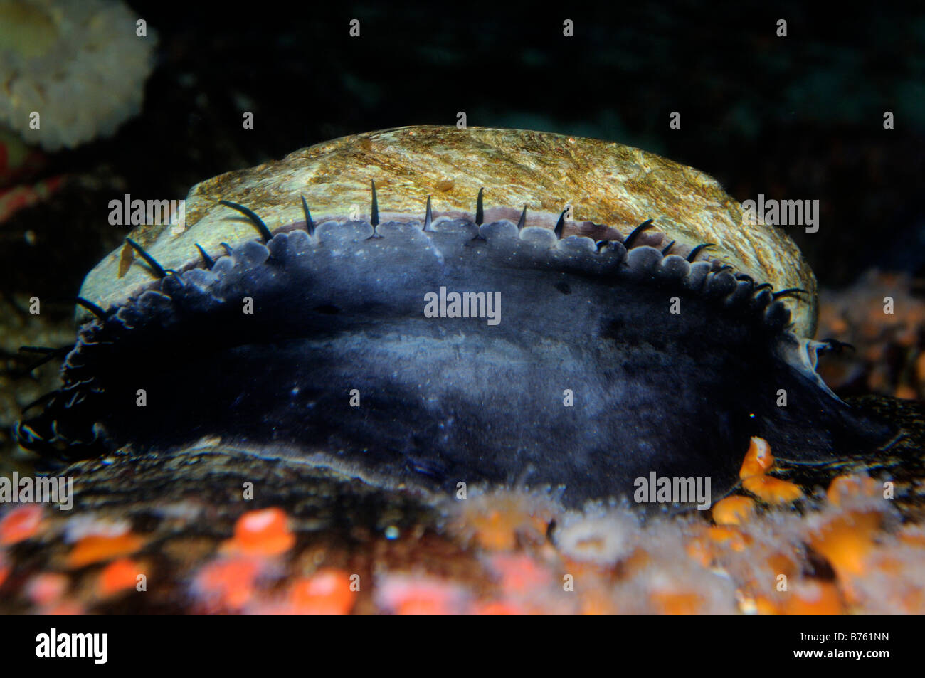 Red abalone Haliotis rufescens captive Stock Photo