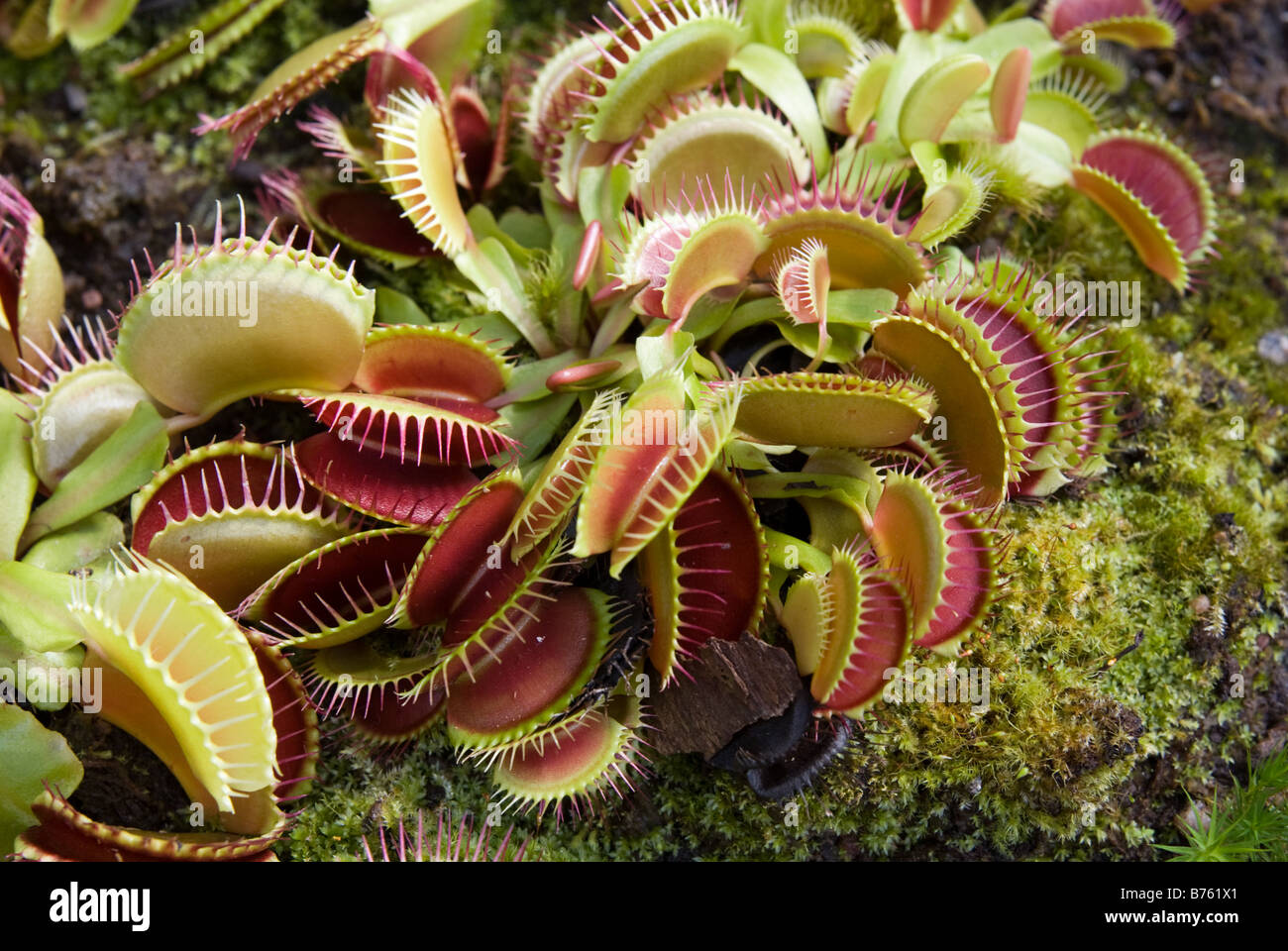 Venus Flytrap (Dionaea muscipula, Droseraceae) Stock Photo