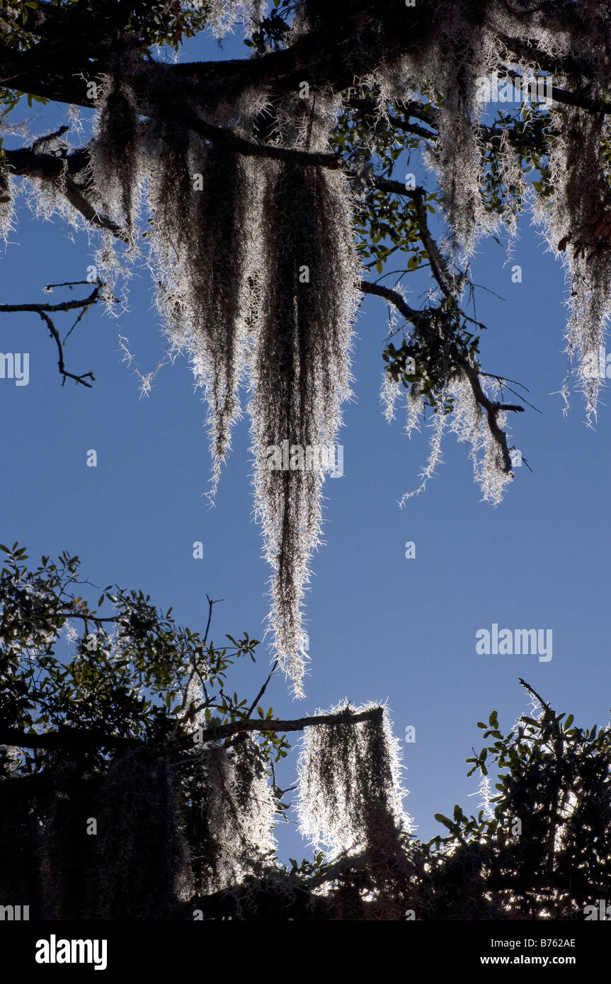 Closeup scenics icon iconic light hires stock photography and images Alamy