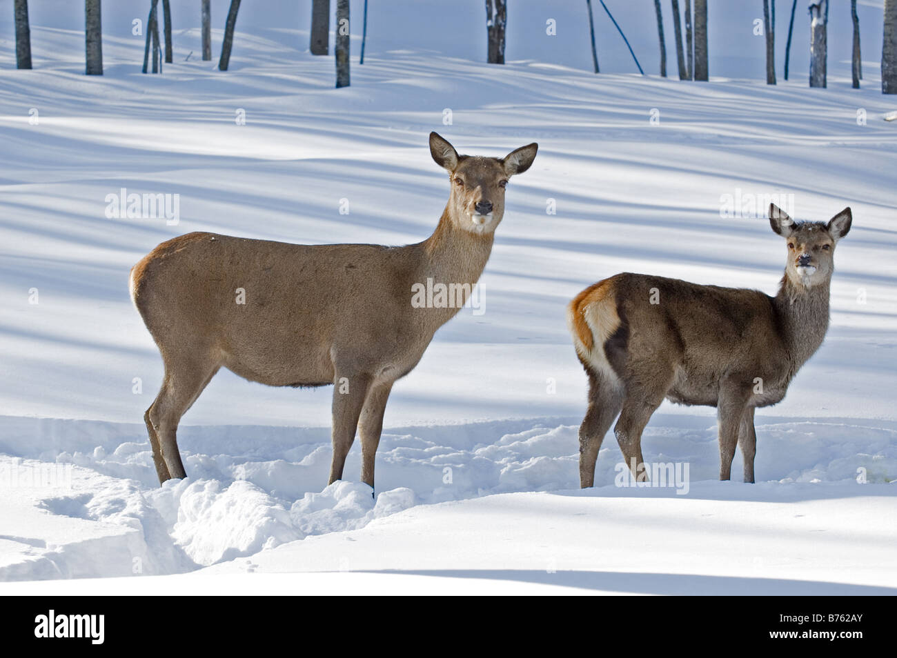 A pair of Whitetailed deer in winter Stock Photo Alamy