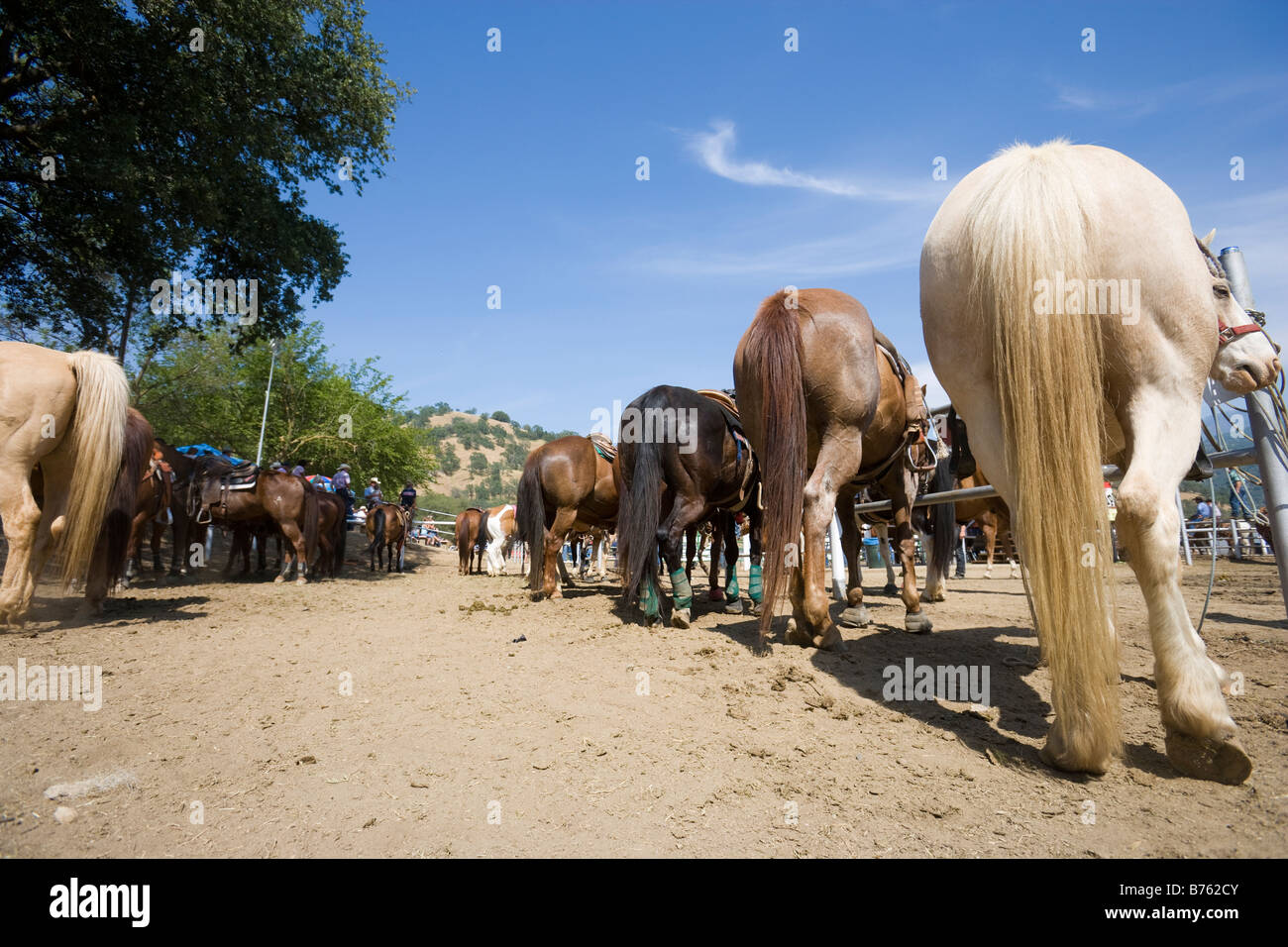 Horses waiting their turn at rodeo, Three Rivers, California, USA Stock Photo