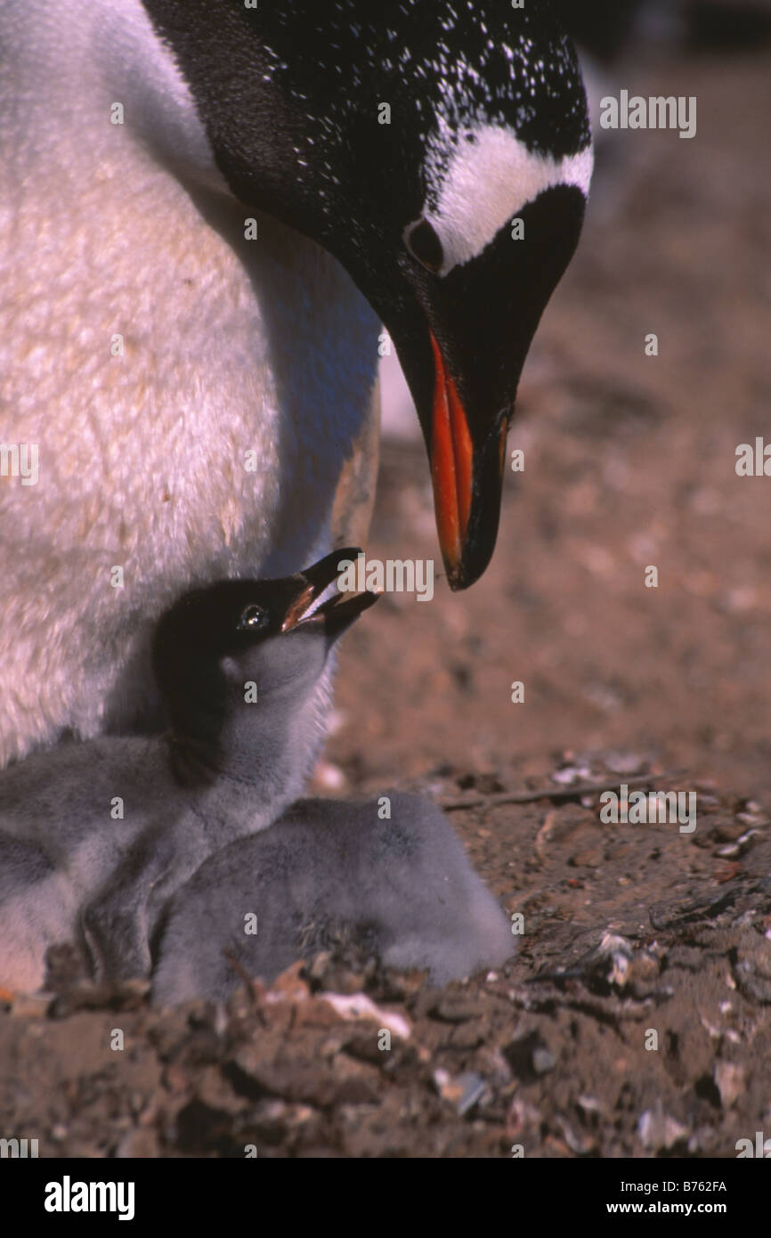 A gentoo penguin inspects its chicks Stock Photo