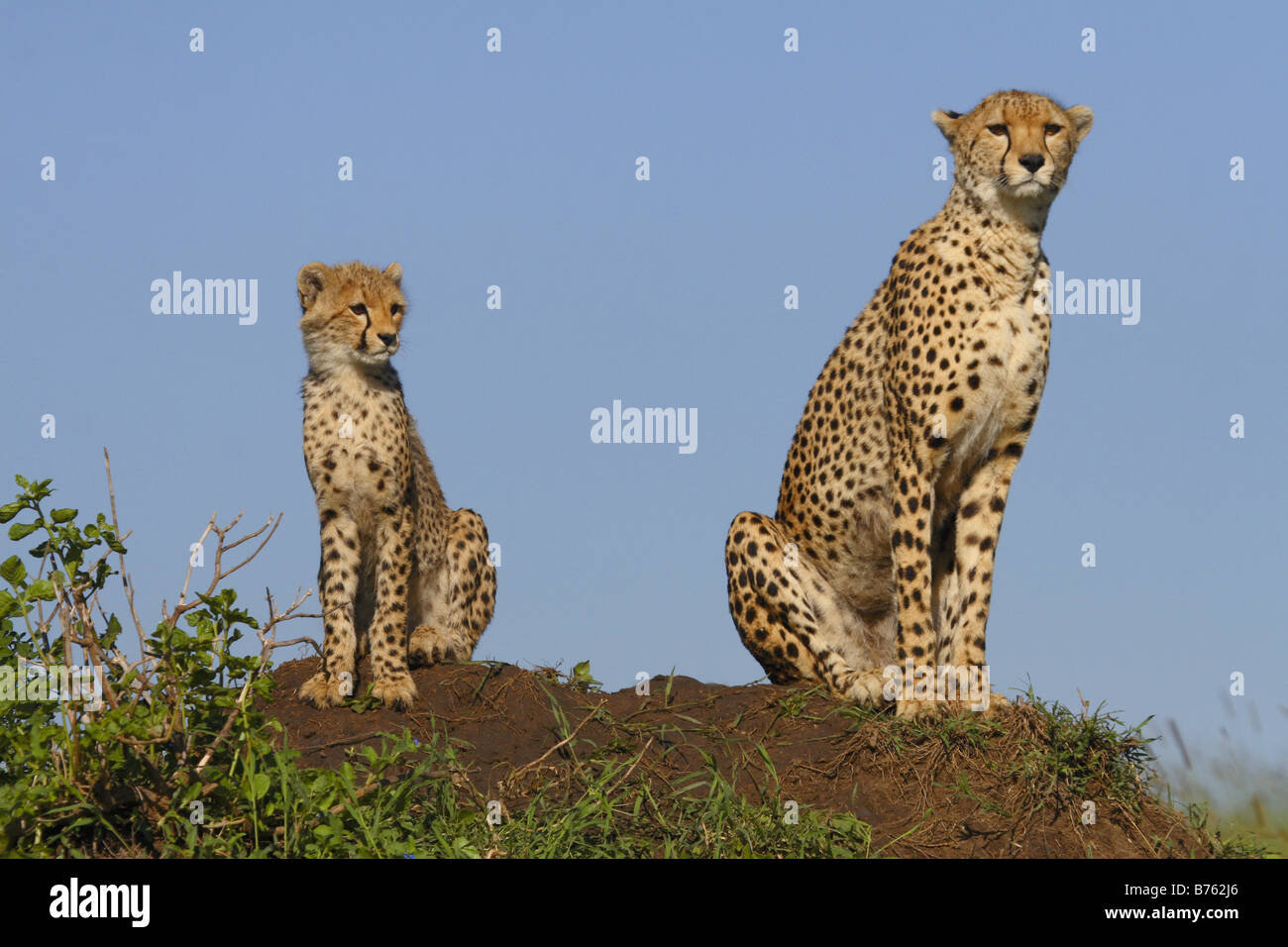 Mother cheetah and a cub on a termite mound in the Masai Mara Stock Photo
