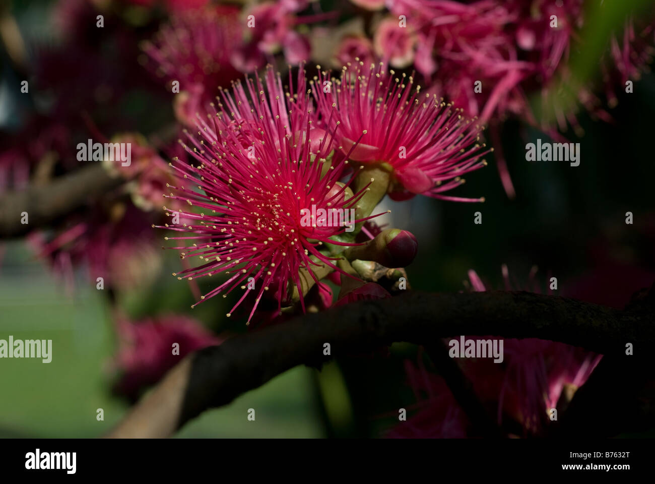 The flower of Syzygium samarangense or Eugenia javanica is a species in the Myrtaceae, native fruit of Indonesia Stock Photo