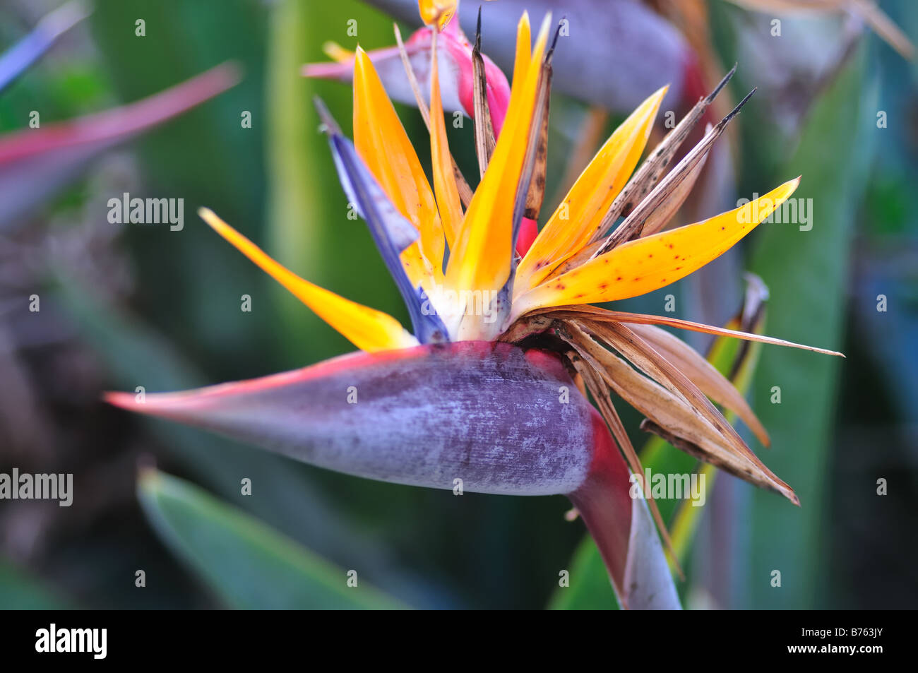 Close up of a bird of paradise flower strelitzia reginae blooming in