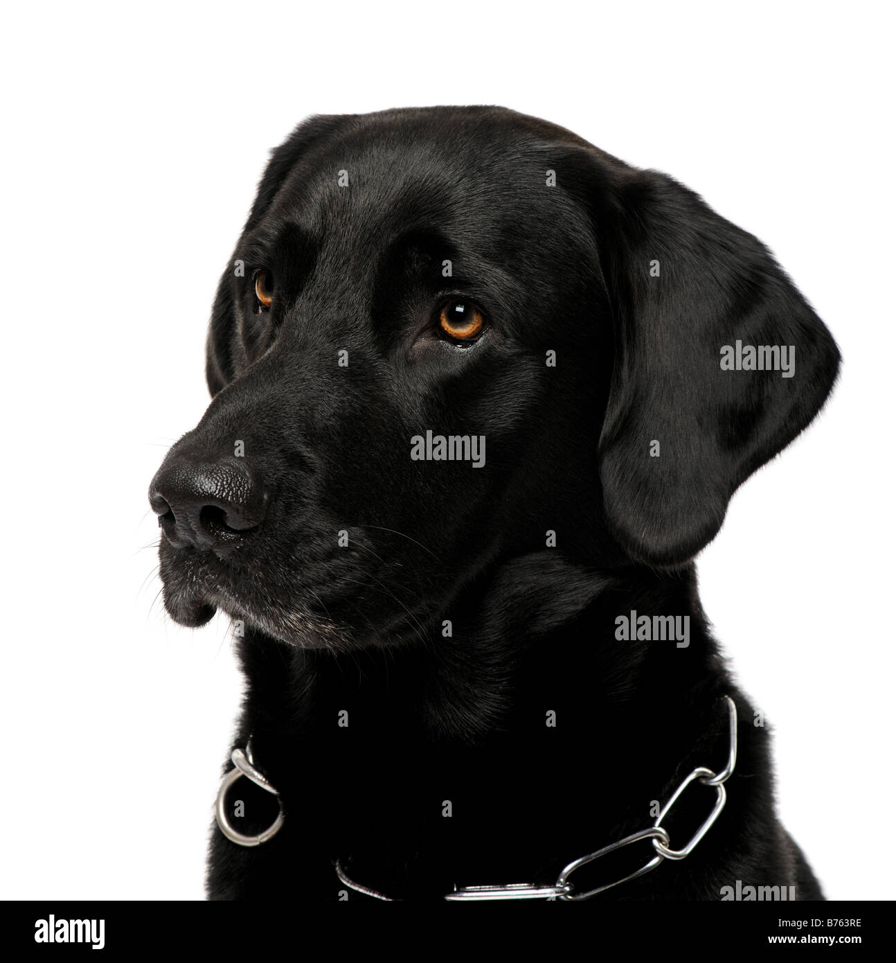 close up of a black Labrador in front of a white background Stock Photo