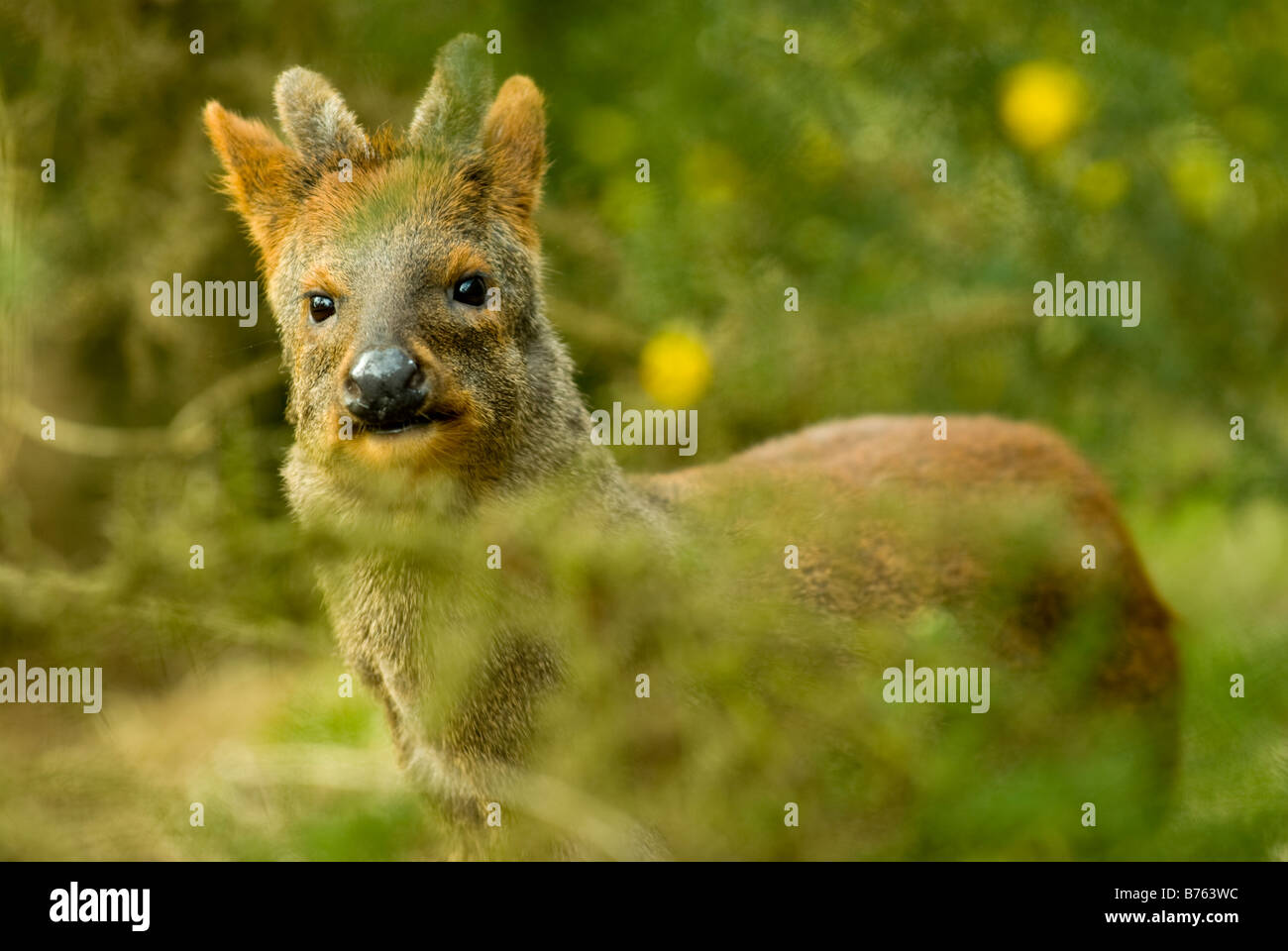 SOUTHERN PUDU deer male (Pudu pudu Stock Photo - Alamy