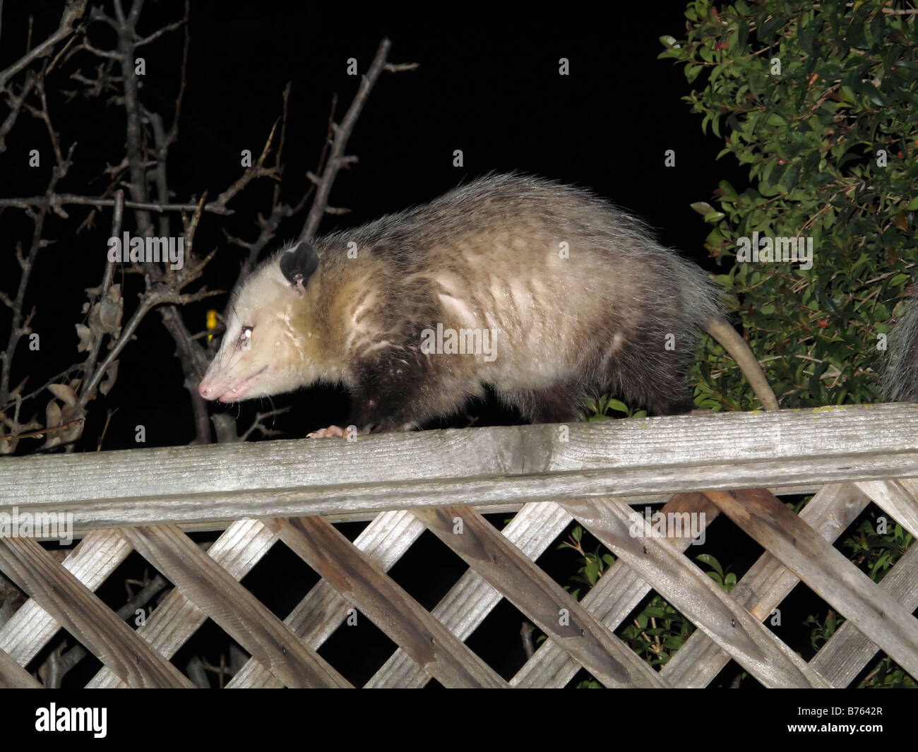 Virginia Opossum On Backyard Fence Stock Photo Alamy