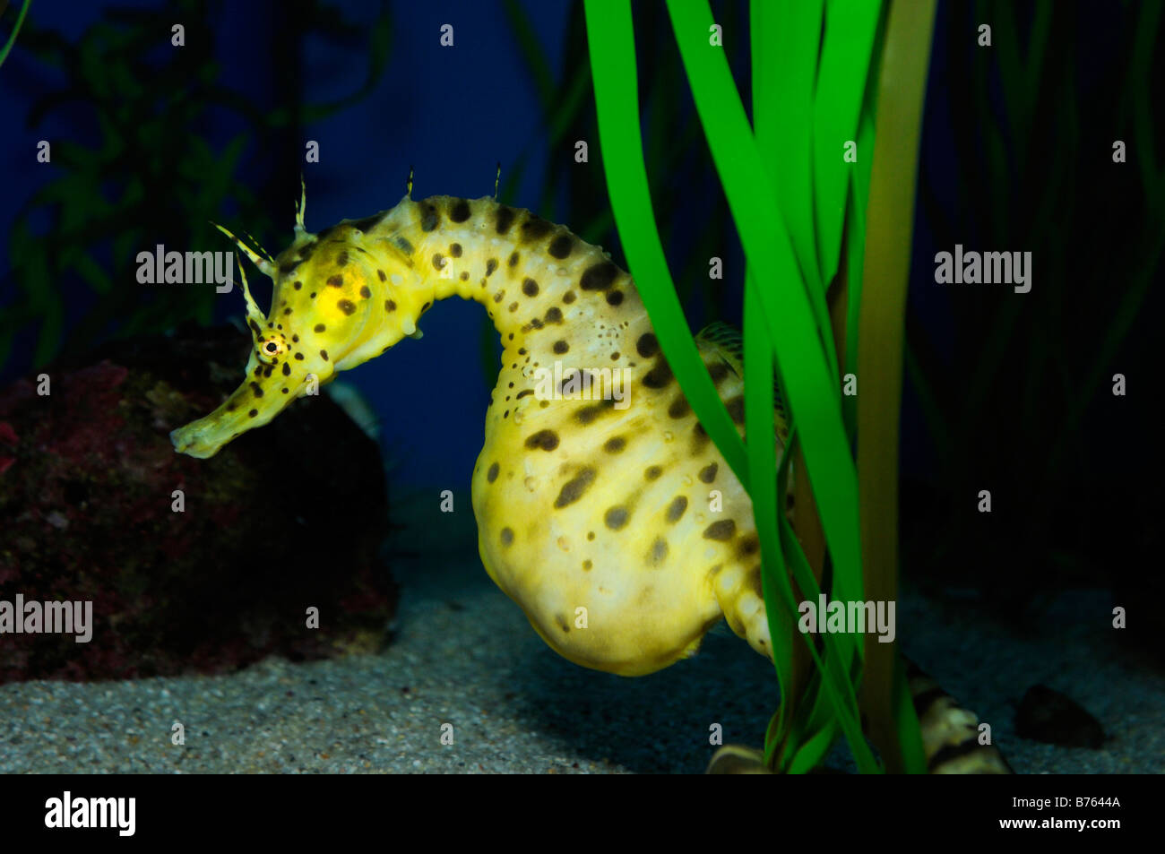 Pot bellied seahorse Hippocampus abdominalis captive Stock Photo