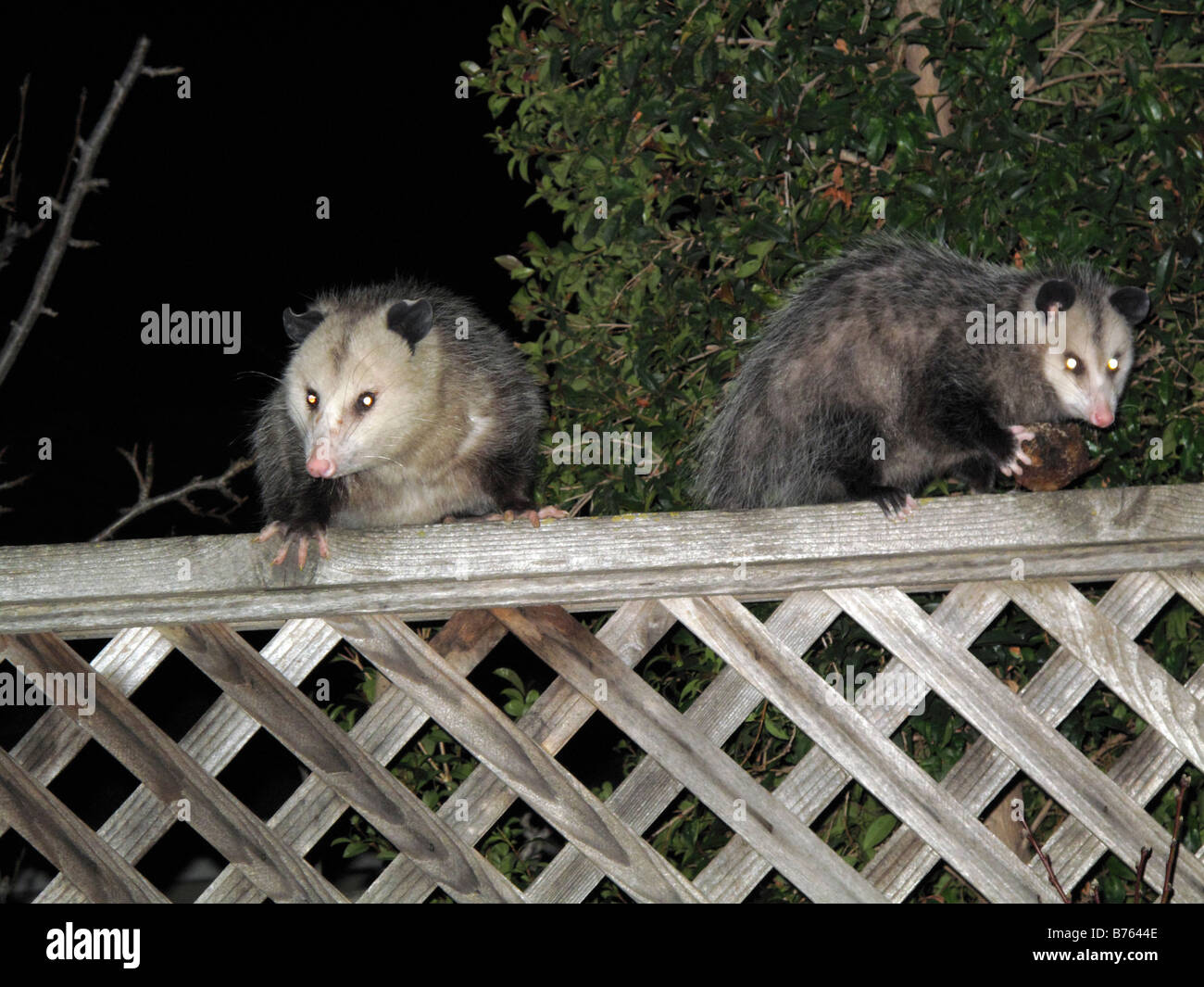 Two Virginia opossums on backyard fence Stock Photo Alamy