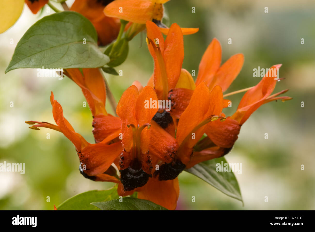 Hummingbird Plant, Rabbit Ears, Orange bird, Jammy Mouth, Jêmbekkie (Ruttya fruticosa, Acanthaceae) flowers Stock Photo