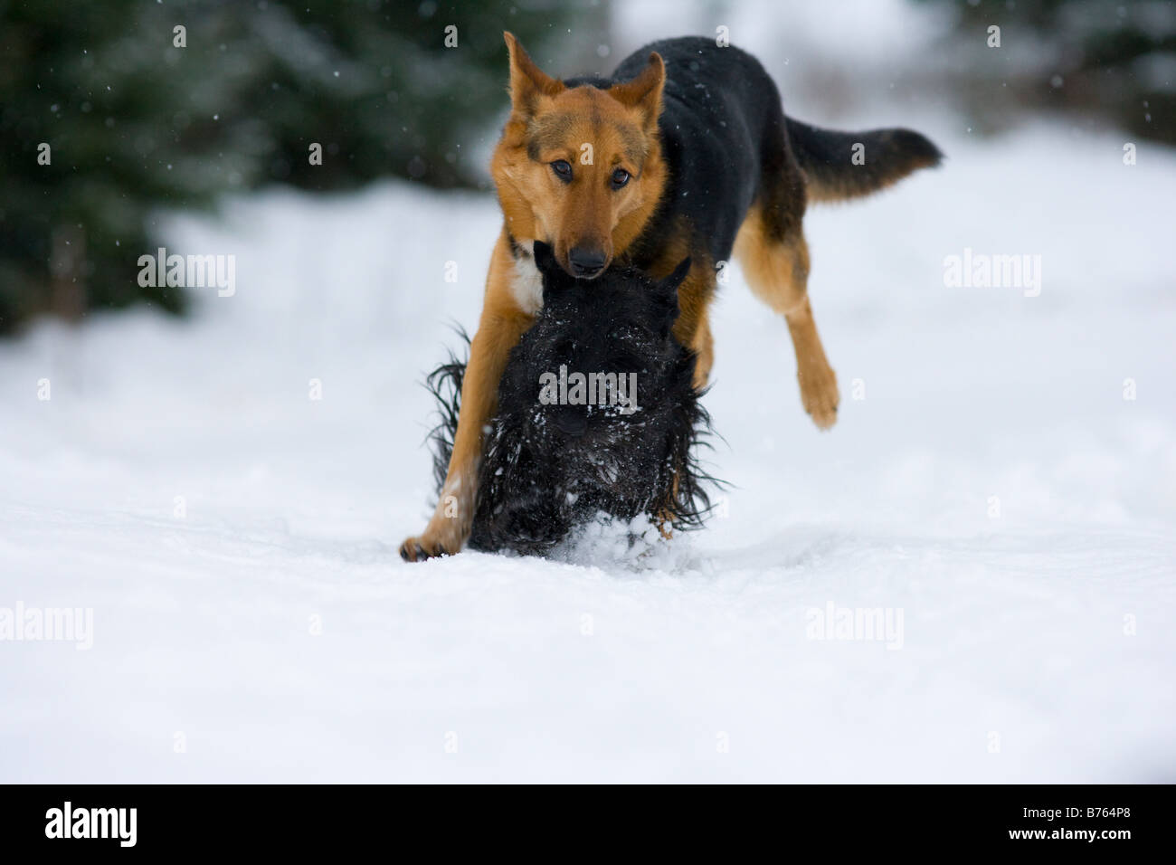 Dogs playing in the snow Stock Photo - Alamy